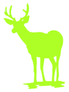 ciervoweb